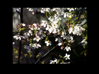 樱花23__