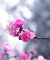 PICT0105_