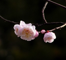 PICT0134_