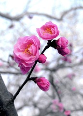 梅花2