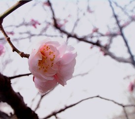 PICT0122_