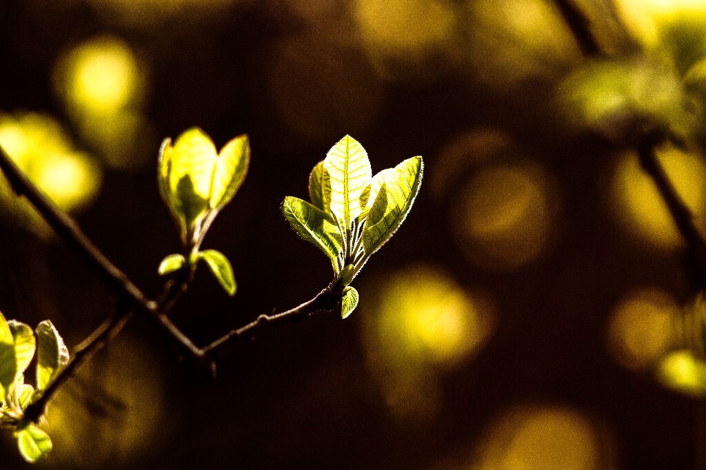 新芽