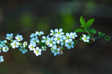 spring in the mountains-12