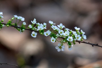 Fontanesia fortunei Carr