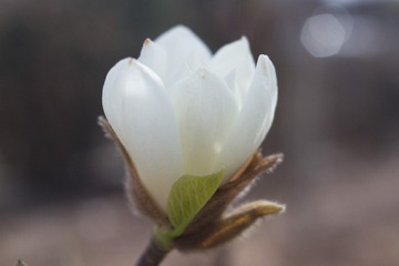magnolia denudata