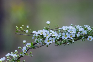 spring in the mountains-18