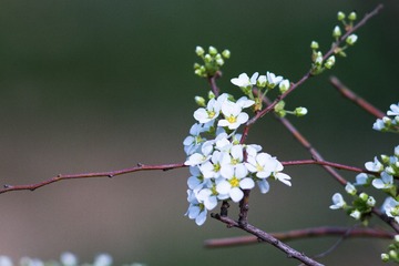 spring in the mountains-15
