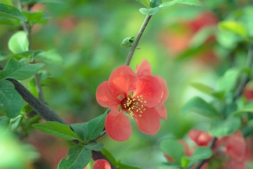 spring in the mountains-21