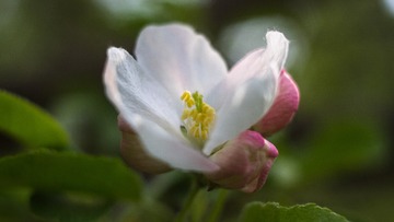 spring in the mountains-33