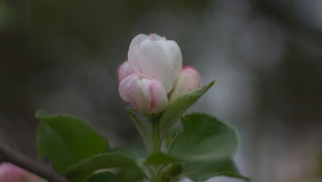 spring in the mountains-32