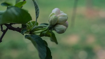 spring in the mountains-31