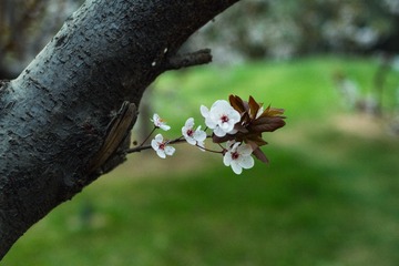 spring in the mountains-23