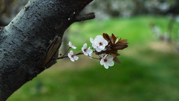 spring in the mountains-24