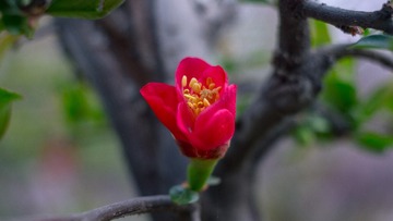spring in the mountains-30