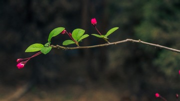 spring in the mountains-29