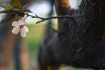 spring in the mountains-28