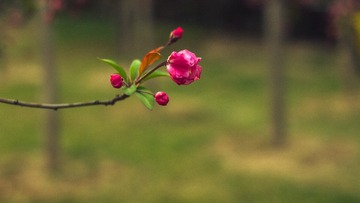 spring in the mountains-27