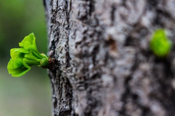 spring in the mountains-45