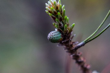 spring in the mountains-46