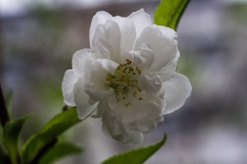 spring in the mountains-44
