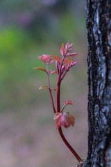 spring in the mountains-43