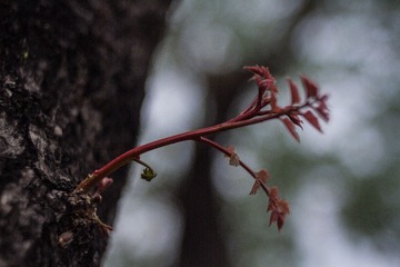 spring in the mountains-47