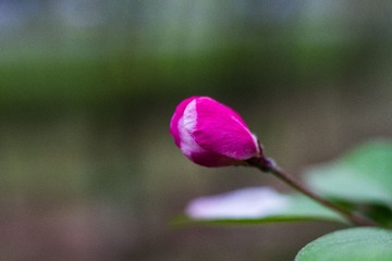 spring in the mountains-48