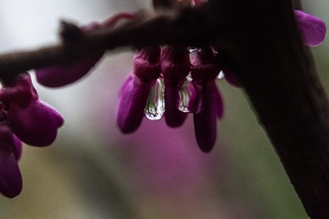 spring in the mountains-49