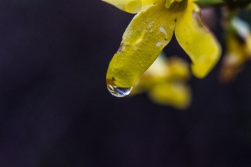 spring in the mountains-50