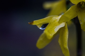 spring in the mountains-51