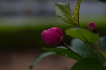 spring in the mountains-42