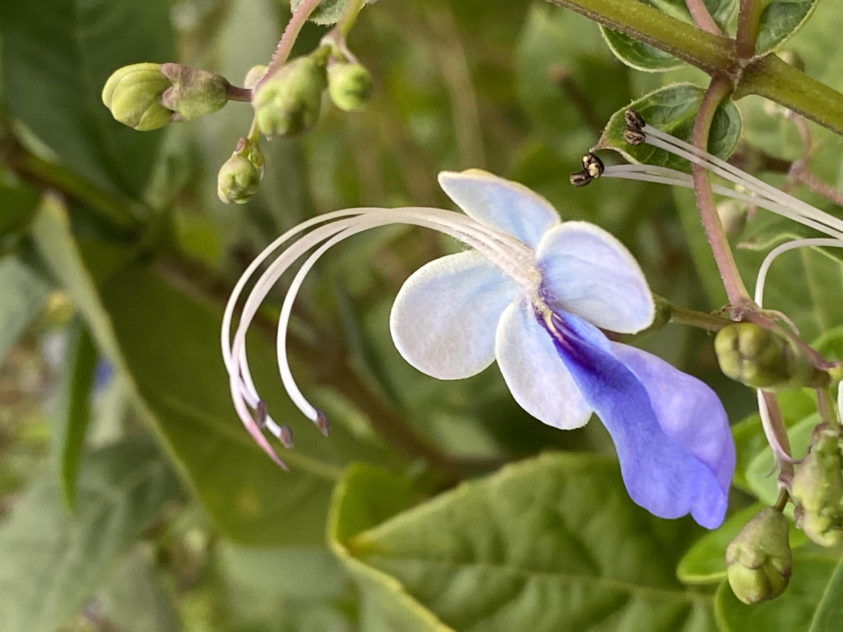 像带着天使翅膀起舞的蓝蝴蝶🧚‍♀️ - 边行边悟 - 图虫