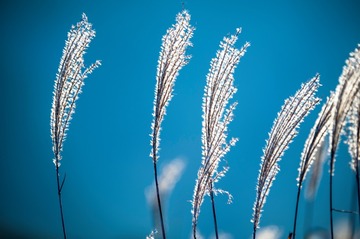 野草