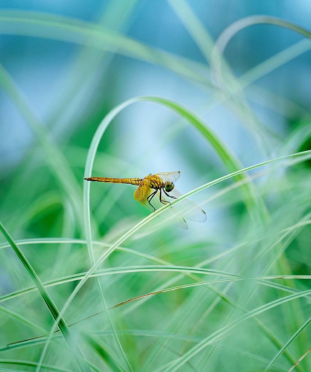 黄蜻蜓