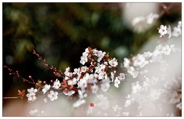 HYP_7254副