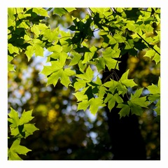 _IGP4007
