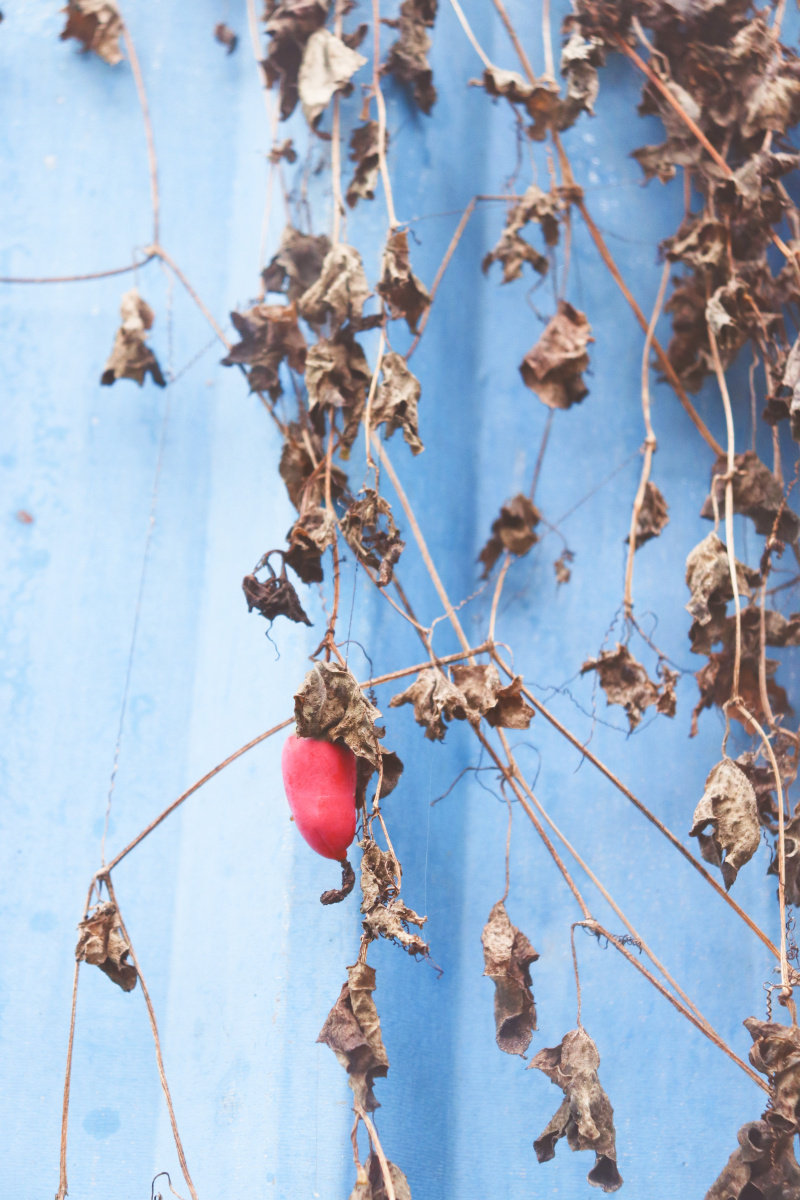 果实熟了藤蔓枯萎了