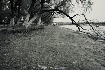 这树您是老的驼背了吧- -