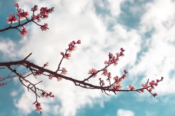 春花暖