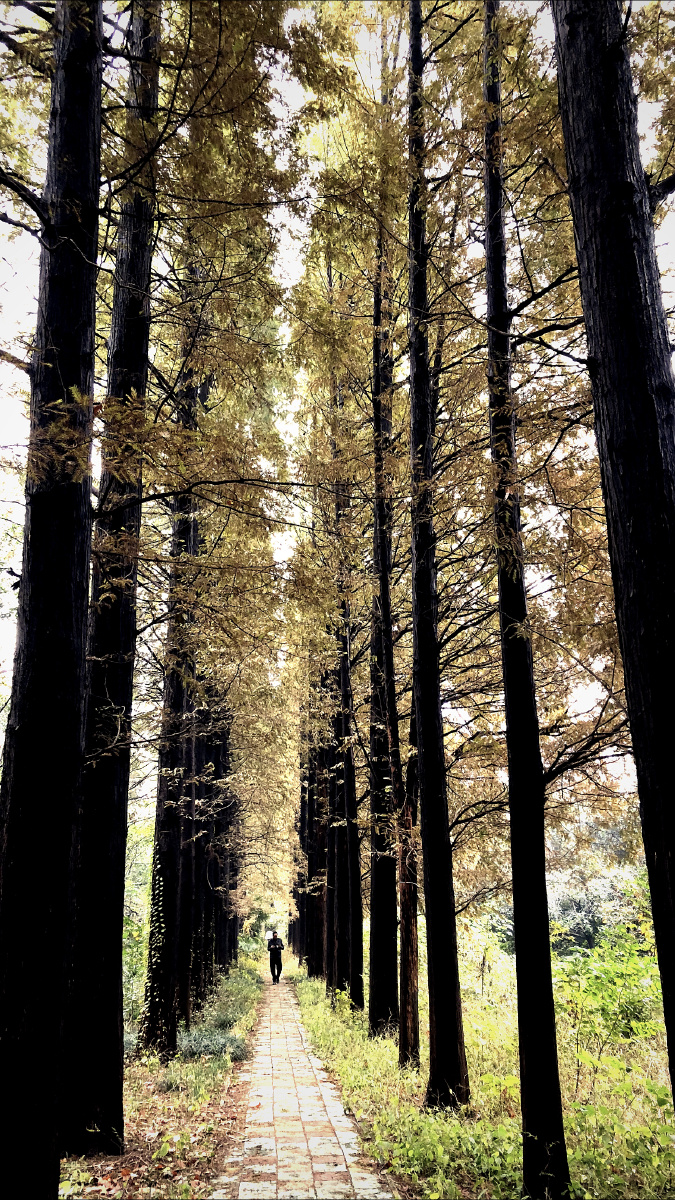 水杉是落叶乔木,一般可高达30～40米,树干笔直挺拔,小枝下垂,枝条层层