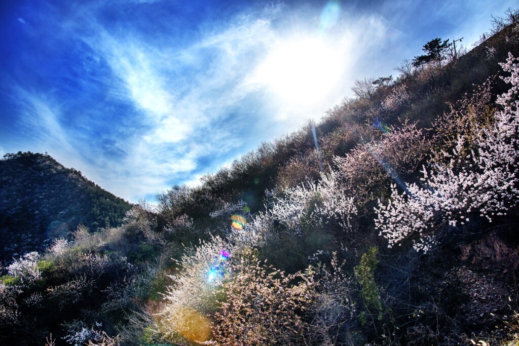 小长假京郊踏春，天气好得不像是清明时节，山里还只是点点绿，只有遍野的花道出这春意盎然