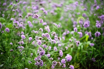 薰衣草