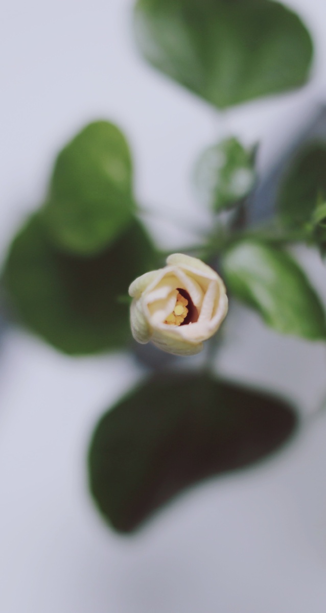 在已然的冬天,这小小花蕾,也能开的灿烂炫目