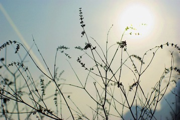 _IGP2258.jpg