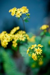 _IGP47701.JPG