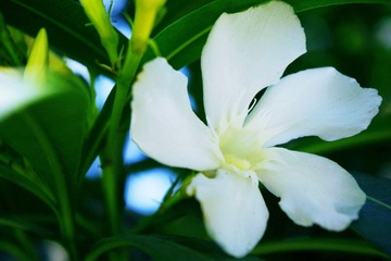 夹竹桃