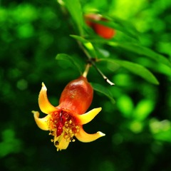 花石榴