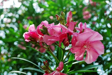 夹竹桃
