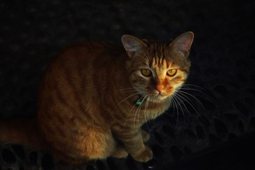 猫