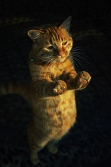 猫